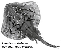 Raja undulata01.jpg